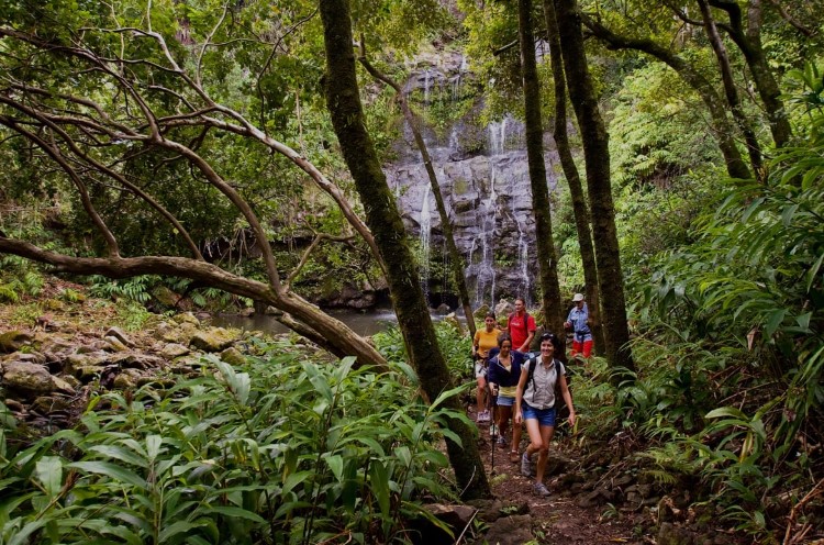 A Group of People Are Hiking in the Woods Near a Waterfall